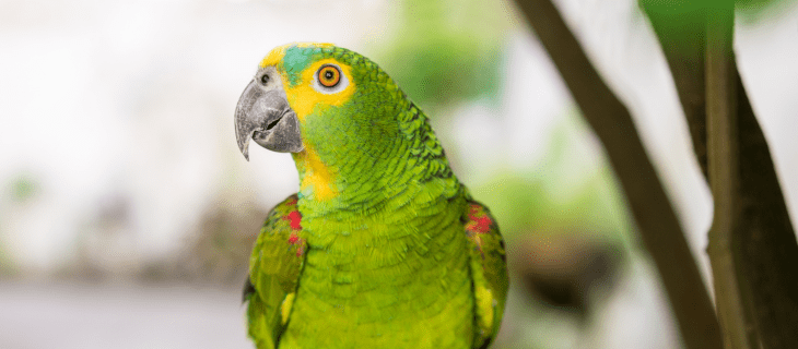 exotic birds and chicks sold by bhopal pets online