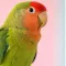 Exotic Birds Product Category by Haryana Pets Online