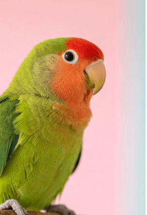 Exotic Birds Product Category by Bhopal Pets Online