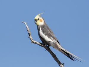 Buy Grey Cockatiel Pair - Classic Charcoal Bird with Orange Cheeks