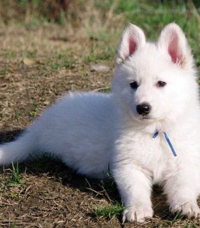 White German Shepherd Bhopal - Pure White Long Coat Puppy for Sale
