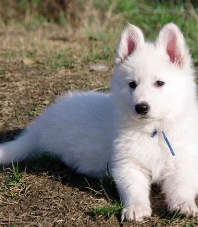 white german shepherd haryana nadu puppy with a thick long coat and majestic standing posture