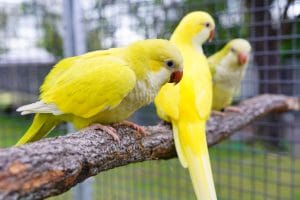 Yellow Quaker Parrot in Bhopal | Yellow Monk