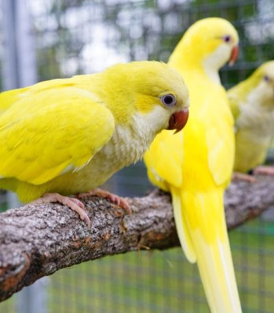 Yellow Quaker Parrot in Bhopal | Yellow Monk