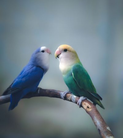 green and teal love birds haryana