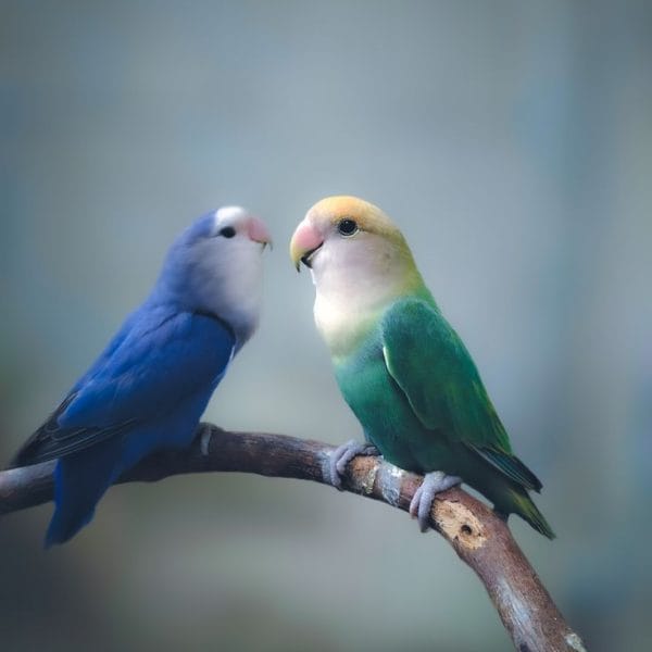 Buy Green and Teal Lovebirds - Emerald and Aquatic Blue Birds