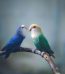 Buy Green and Teal Lovebirds - Emerald and Aquatic Blue Birds