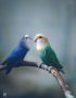 Buy Green and Teal Lovebirds - Emerald and Aquatic Blue Birds