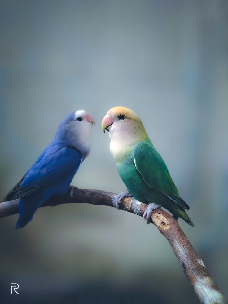 Buy Green and Teal Lovebirds - Emerald and Aquatic Blue Birds