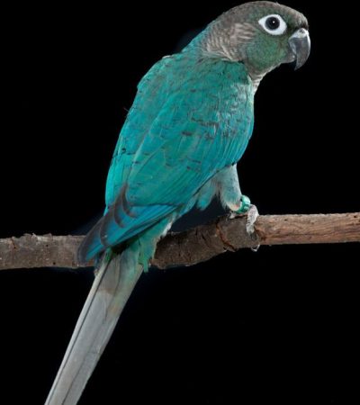 turquoise conure haryana
