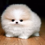 Toy Pom Price Bhopal - White Fluffy Puppy for Sale
