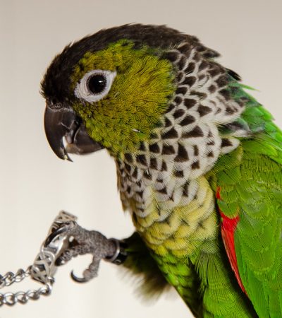 black capped conure haryana