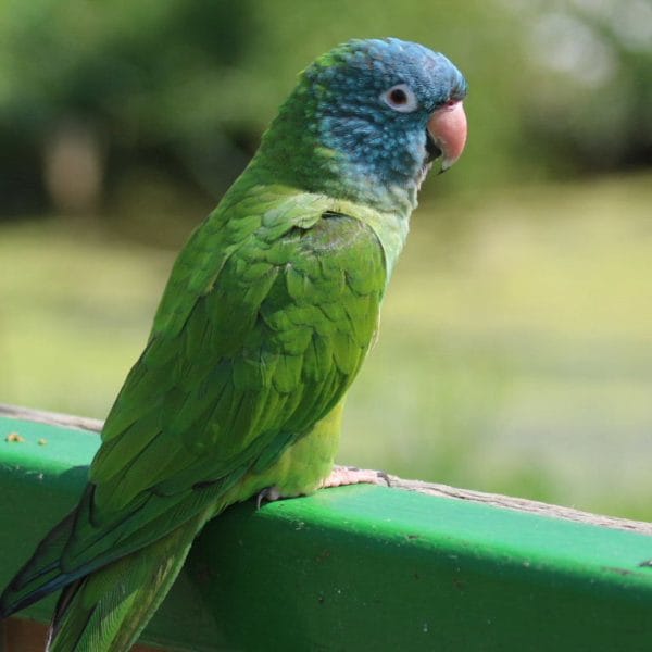 Buy Blue Crown Conure Pair - Vibrant Blue Head and Green Body