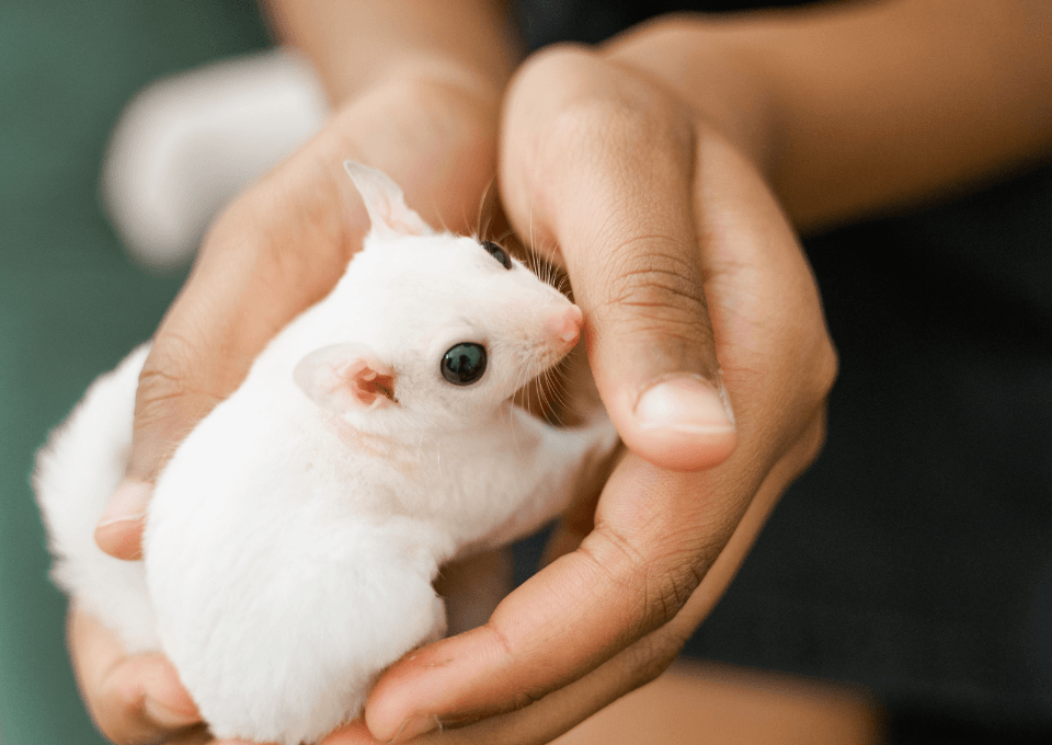 Sugar Glider for sale in Bhopal