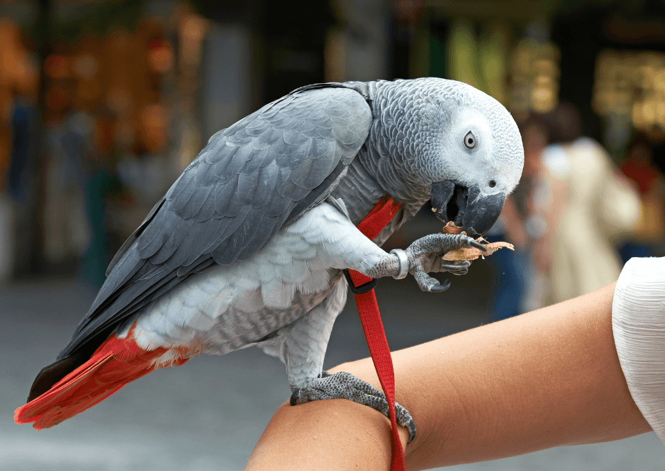 Grey Parrot for sale in Bhopal