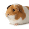 Guinea Pig Delivery All over Madhya Pradesh