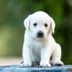 White Labrador Price Bhopal - Premium White Puppy for Sale