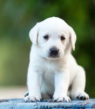 White Labrador Price Bhopal - Premium White Puppy for Sale