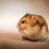 Hamsters Delivery All over Bhopal and Indore