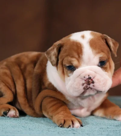 english bulldog haryana