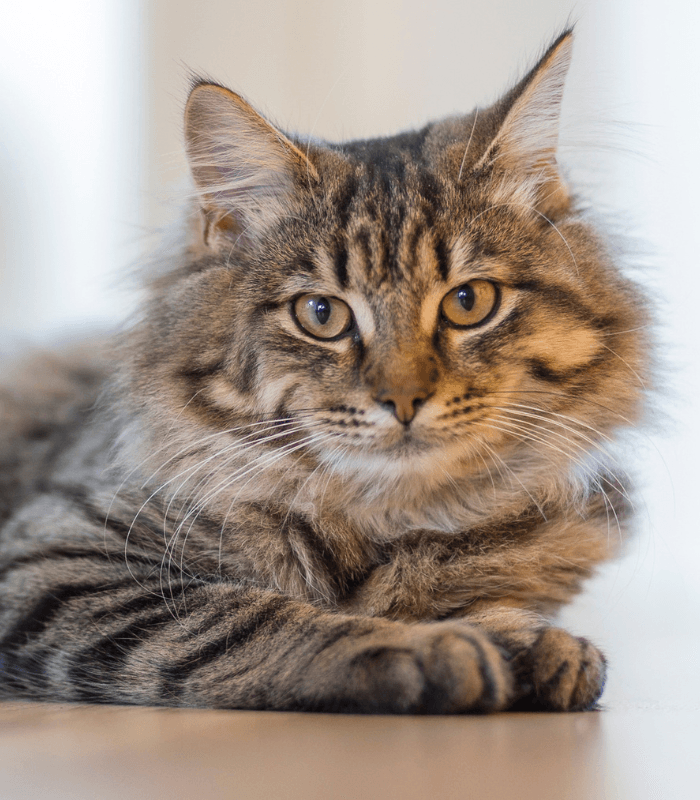 Large Breed Kittens Sold by Bhopal Pets Online