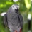 Large Size birds from Haryana Pets Online