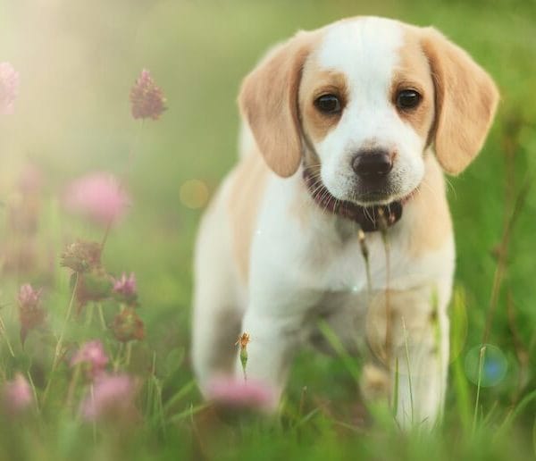 Lemon Beagle Bhopal - Rare Lemon and White Puppy for Sale