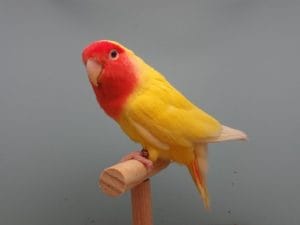 African Love Birds | Peach Faced- Lutino