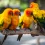 Medium Size Birds like sun conure sold by Haryana Pets Online
