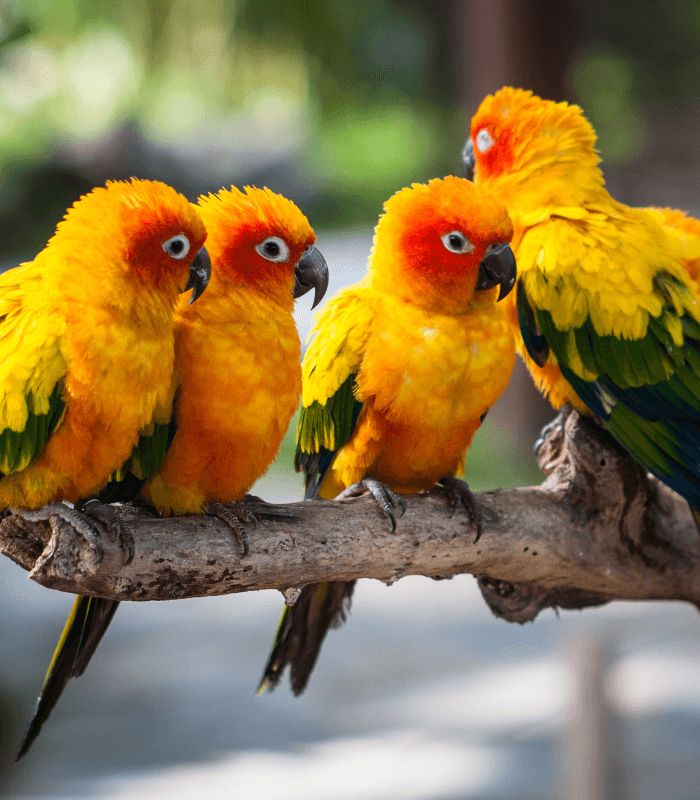 Medium Size Birds like sun conure sold by Bhopal Pets Online