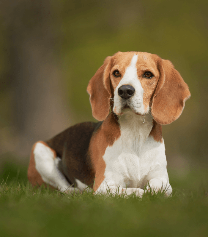 Medium breed Puppies Sold out by Bhopal Pets Online