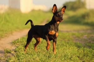 Miniature Pinscher Price Bhopal - Classic Black and Tan Puppy for Sale