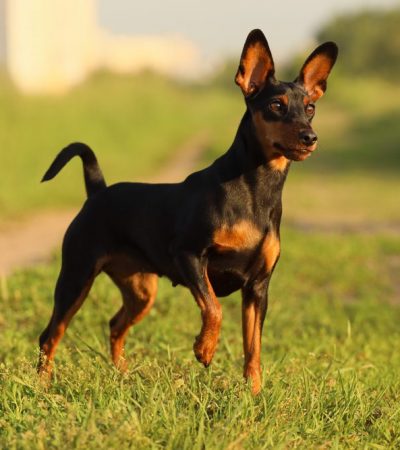 miniature pinscher haryana