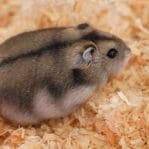 Russian Hamster Pair Bhopal | Healthy Hamster Pairs | Buy MP