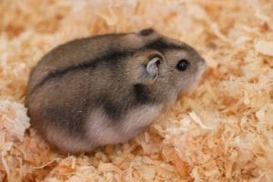 Russian Hamster Pair Bhopal | Healthy Hamster Pairs | Buy MP