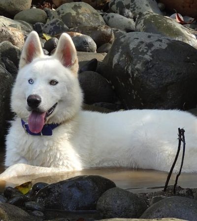 white woolly husky tamil nadu pure white puppy with thick plush fur and bright eyes