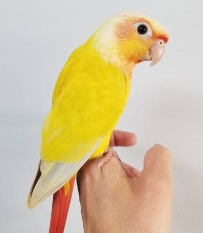 Buy Sun Cheek Conure Pair - Vibrant Yellow and Orange Mutation
