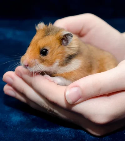 Syrian Hamsters Pairs Price Haryana - Healthy Golden Hamster Pair