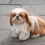 Toy breed Puppies Sold out by Haryana Pets Online