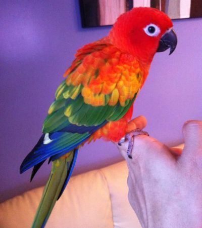 hyper red sun conure haryana