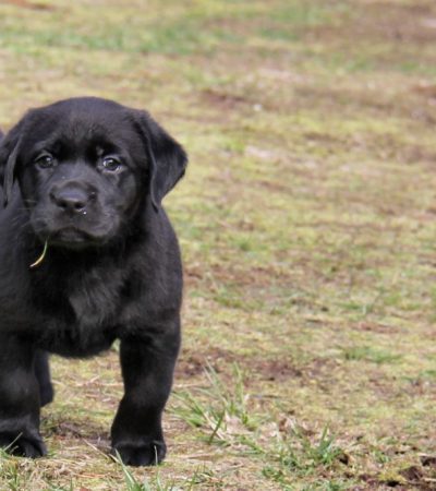 black labrador haryana