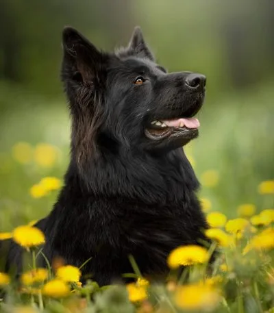 black double coat shepherd haryana nadu puppy with a thick jet-black double coat and alert posture