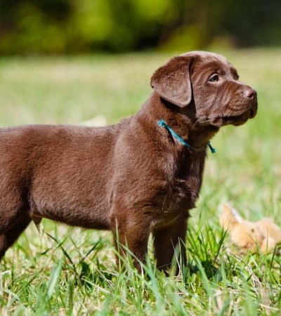 Chocolate lab from Haryana Pets Online