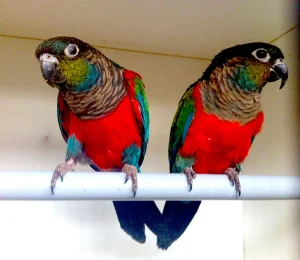 Crimson Bellied Conure Pair