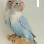 African Love Birds | Green & Teal