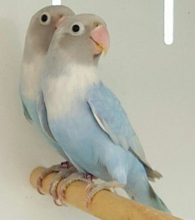 African Love Birds | Green & Teal