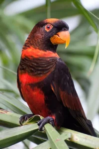 Buy Dusky Lorikeet - Dark Bronze Bird with Orange Chest