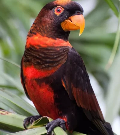dusky lorikeet haryana