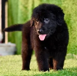 Black German Shepherd Bhopal - Pure Black Long Coat Puppy for Sale