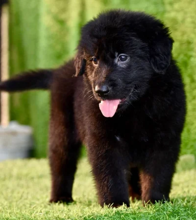 black long coat shepherd tamil nadu puppy with a thick jet-black long coat and alert posture
